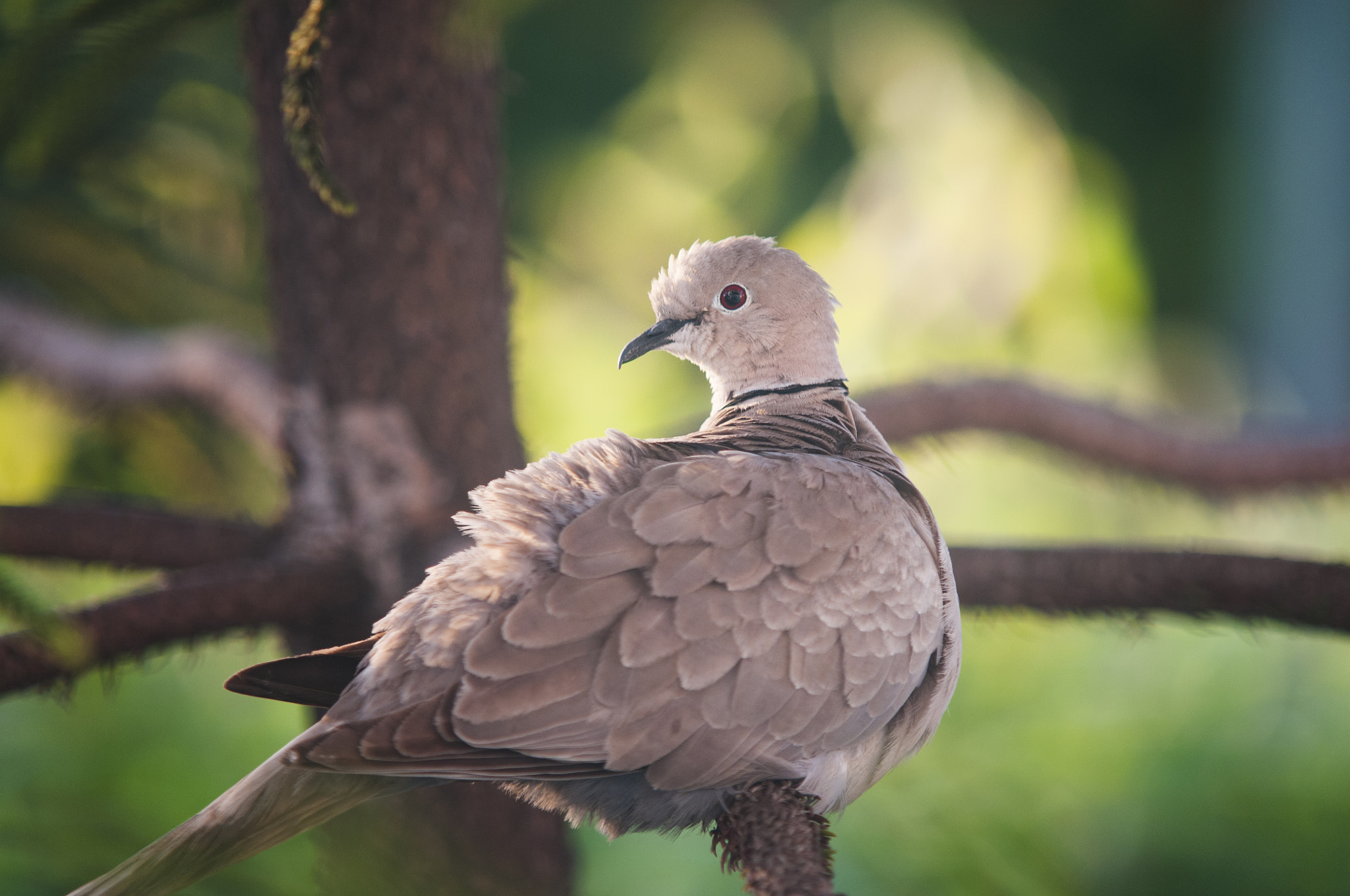 Sigma 70-200mm F2.8 EX DG Macro HSM II sample photo. Turtle dove photography