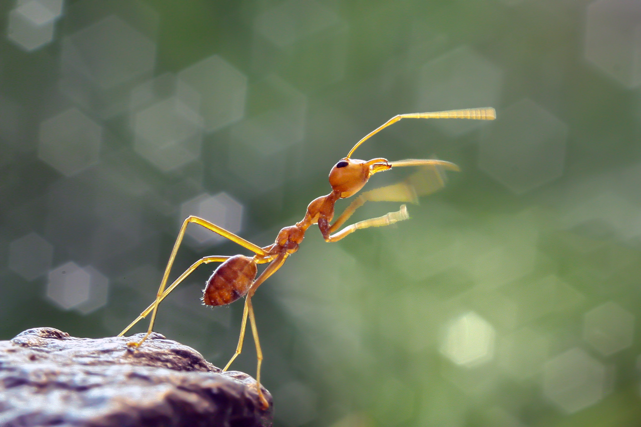 Canon EF-S 60mm F2.8 Macro USM sample photo. Catch the wind photography