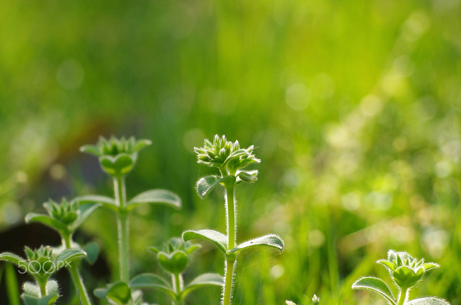 smc PENTAX-DA L 55-300mm F4-5.8 ED sample photo. 萌芽 photography