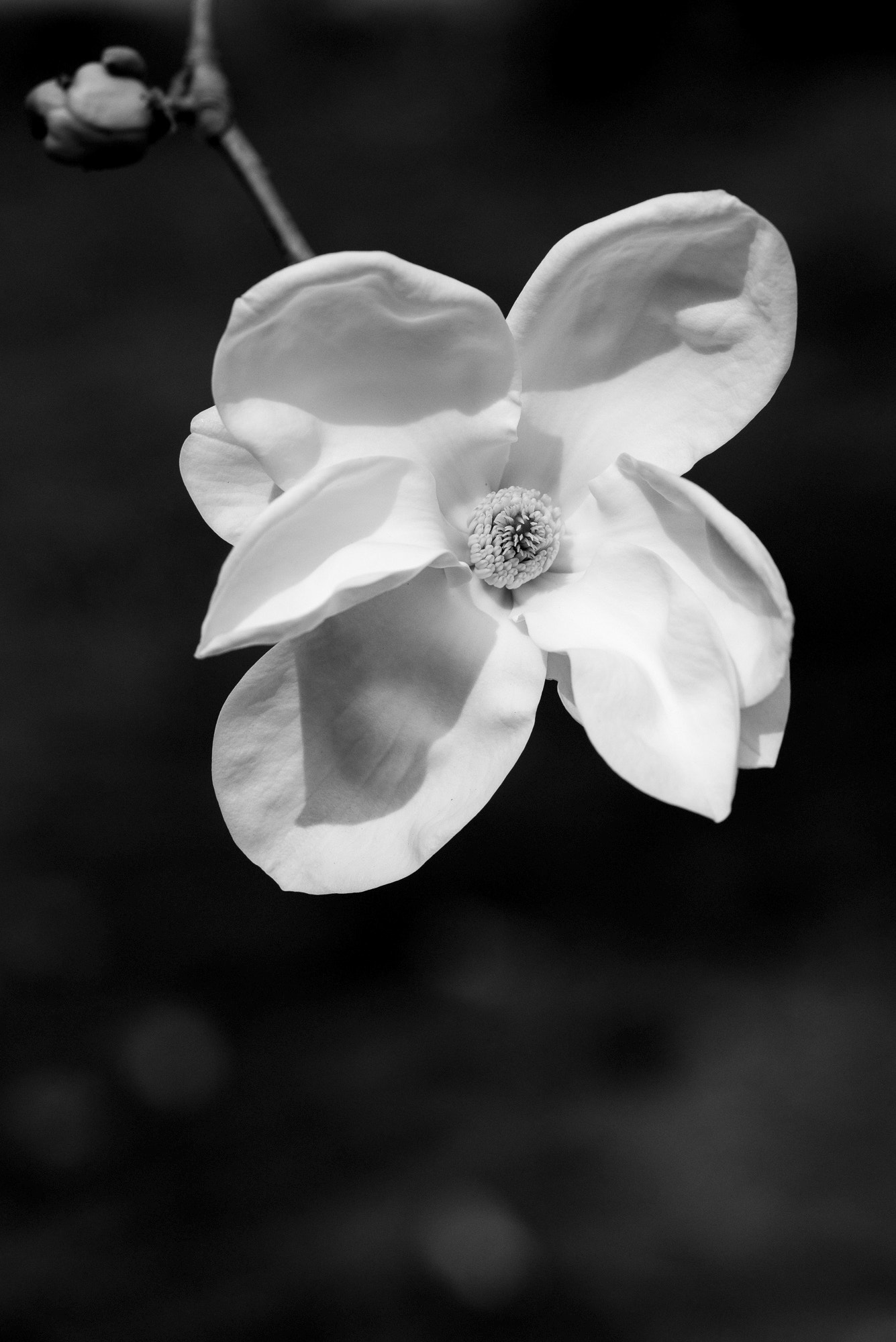 Voigtlander Macro APO-Lanthar 125mm F2.5 SL sample photo. Yulan photography