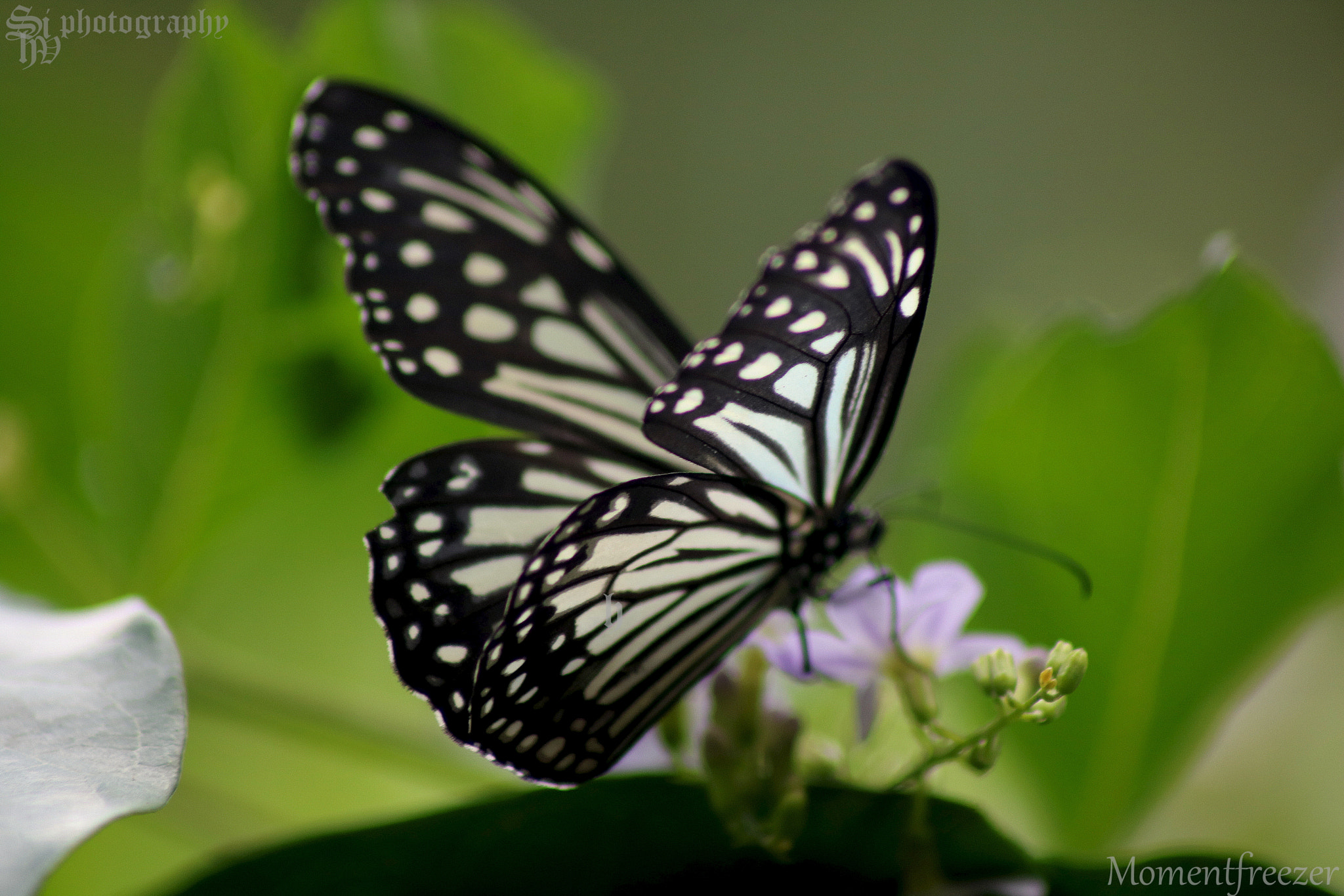 Canon EOS 750D (EOS Rebel T6i / EOS Kiss X8i) sample photo. Butterflies are flying versions of happiness. photography