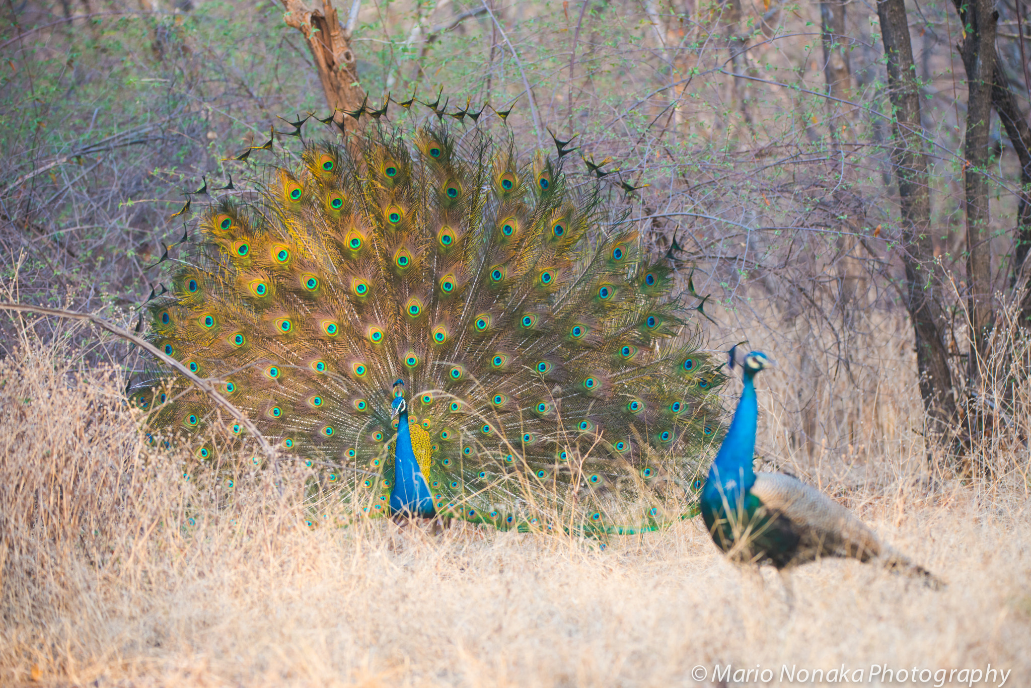 Nikon AF-S Nikkor 200-400mm F4G ED-IF VR sample photo. Wild peacock photography