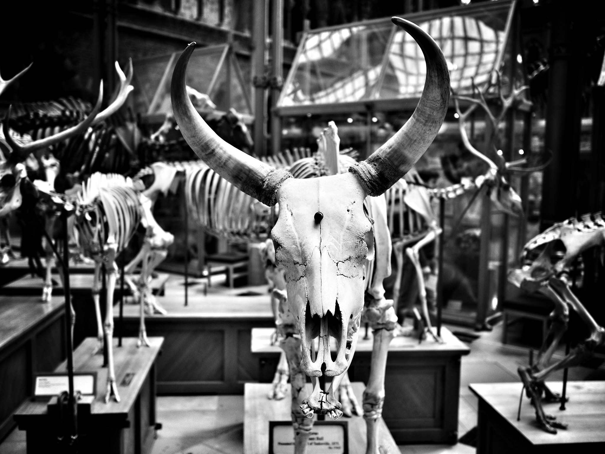 Olympus OM-D E-M5 II + Olympus M.Zuiko Digital 17mm F1.8 sample photo. Bones @morethanadodo photography