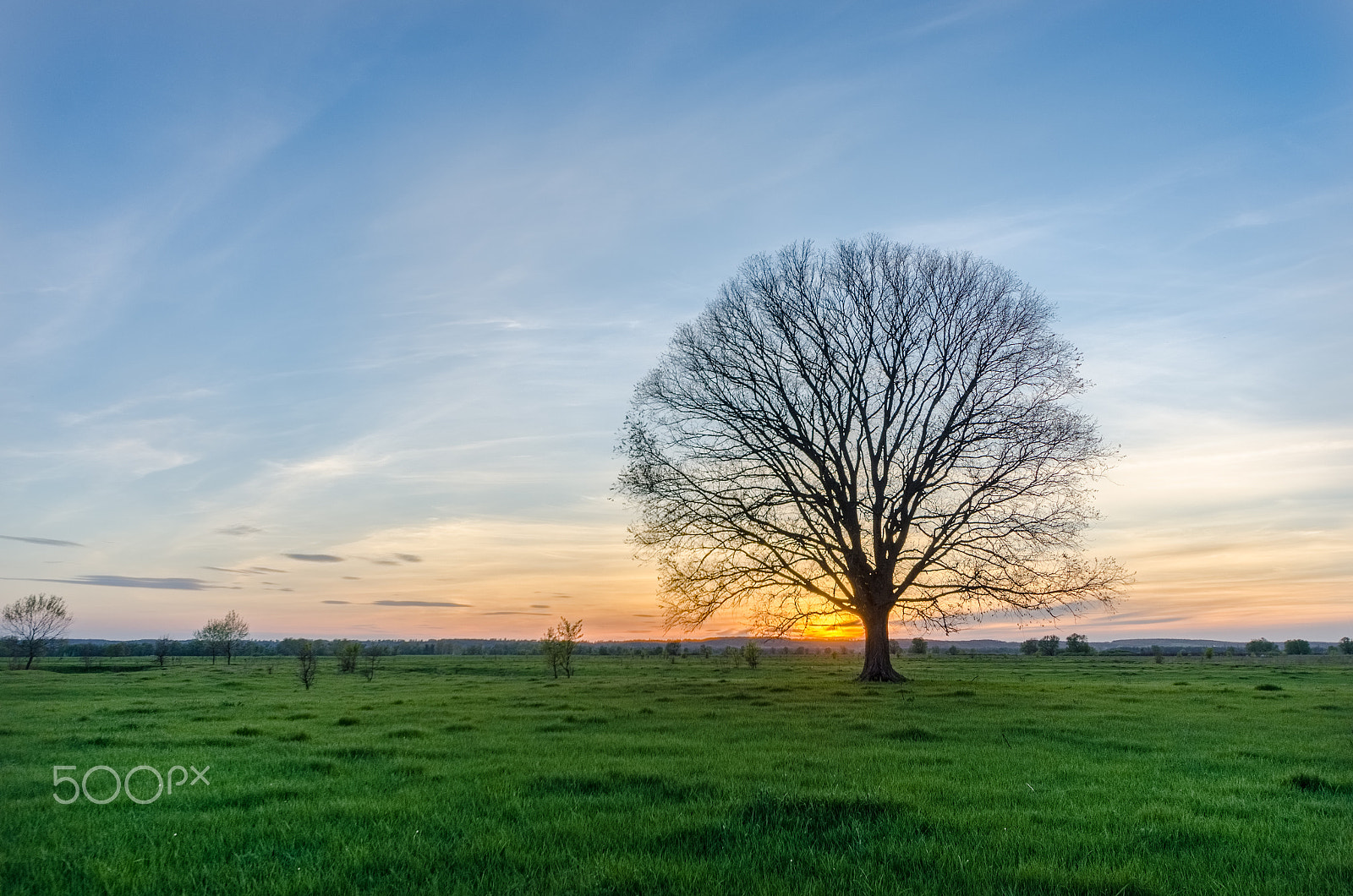 Nikon D7000 + Sigma 8-16mm F4.5-5.6 DC HSM sample photo. Lonely tree on sunset photography