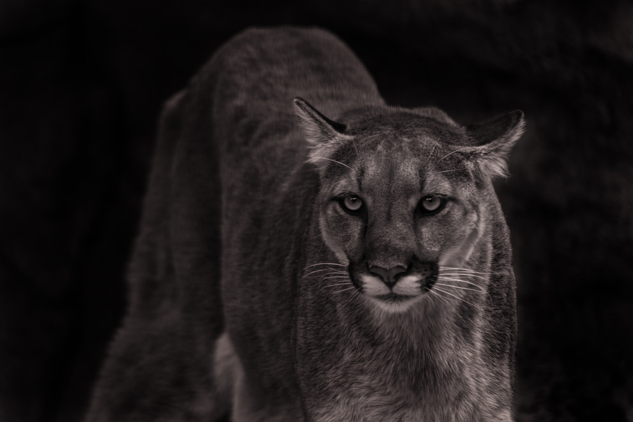 Tamron SP 150-600mm F5-6.3 Di VC USD sample photo. Mountain lion photography