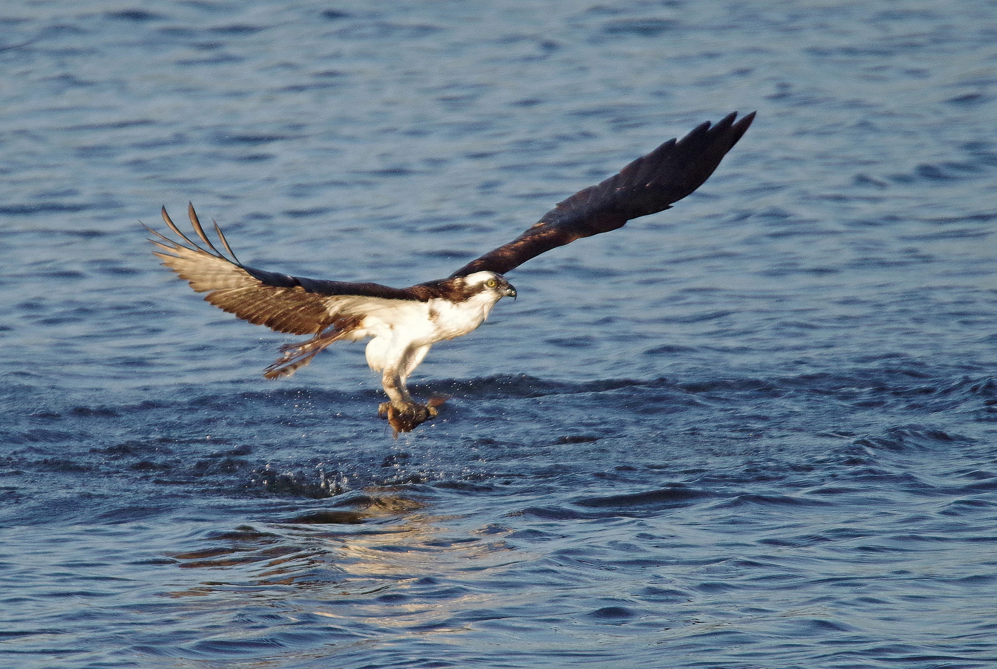 Sigma 150-500mm F5-6.3 DG OS HSM sample photo. Osprey..2 photography