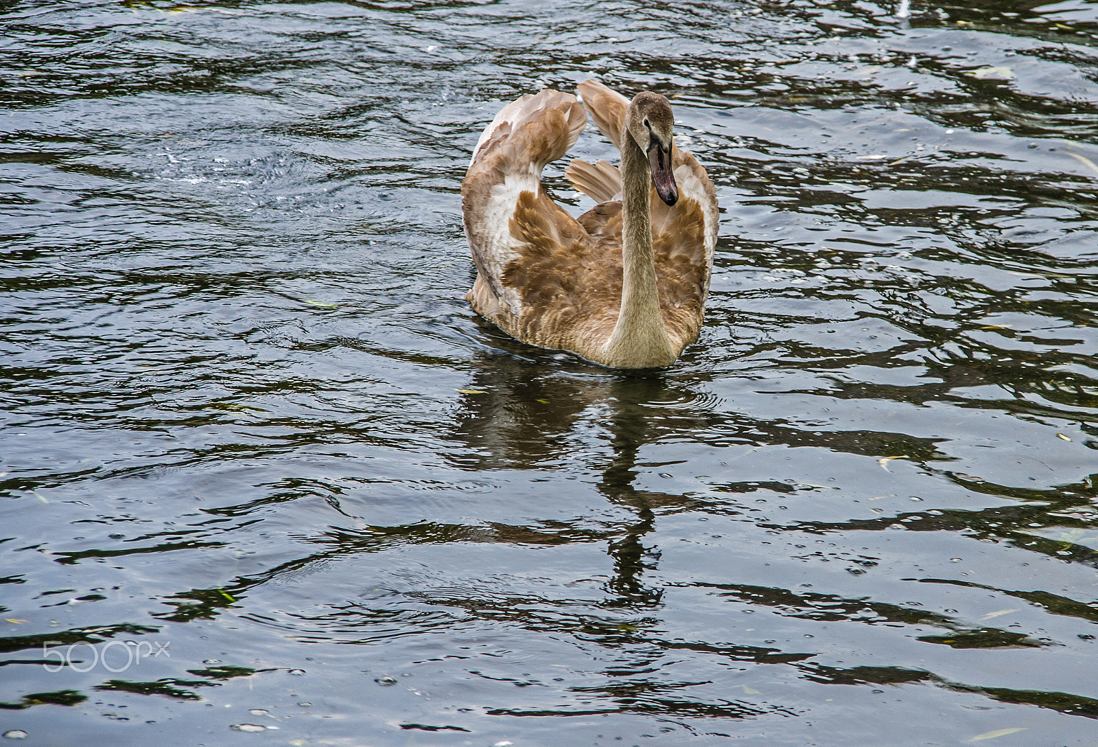 Nikon D7000 + Sigma 18-200mm F3.5-6.3 DC sample photo. Growing up photography