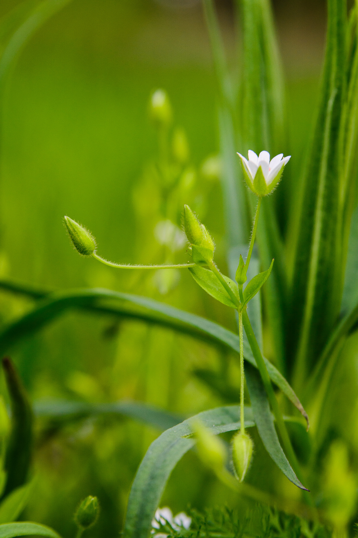 AF Zoom-Nikkor 28-105mm f/3.5-4.5D IF sample photo. Flower photography
