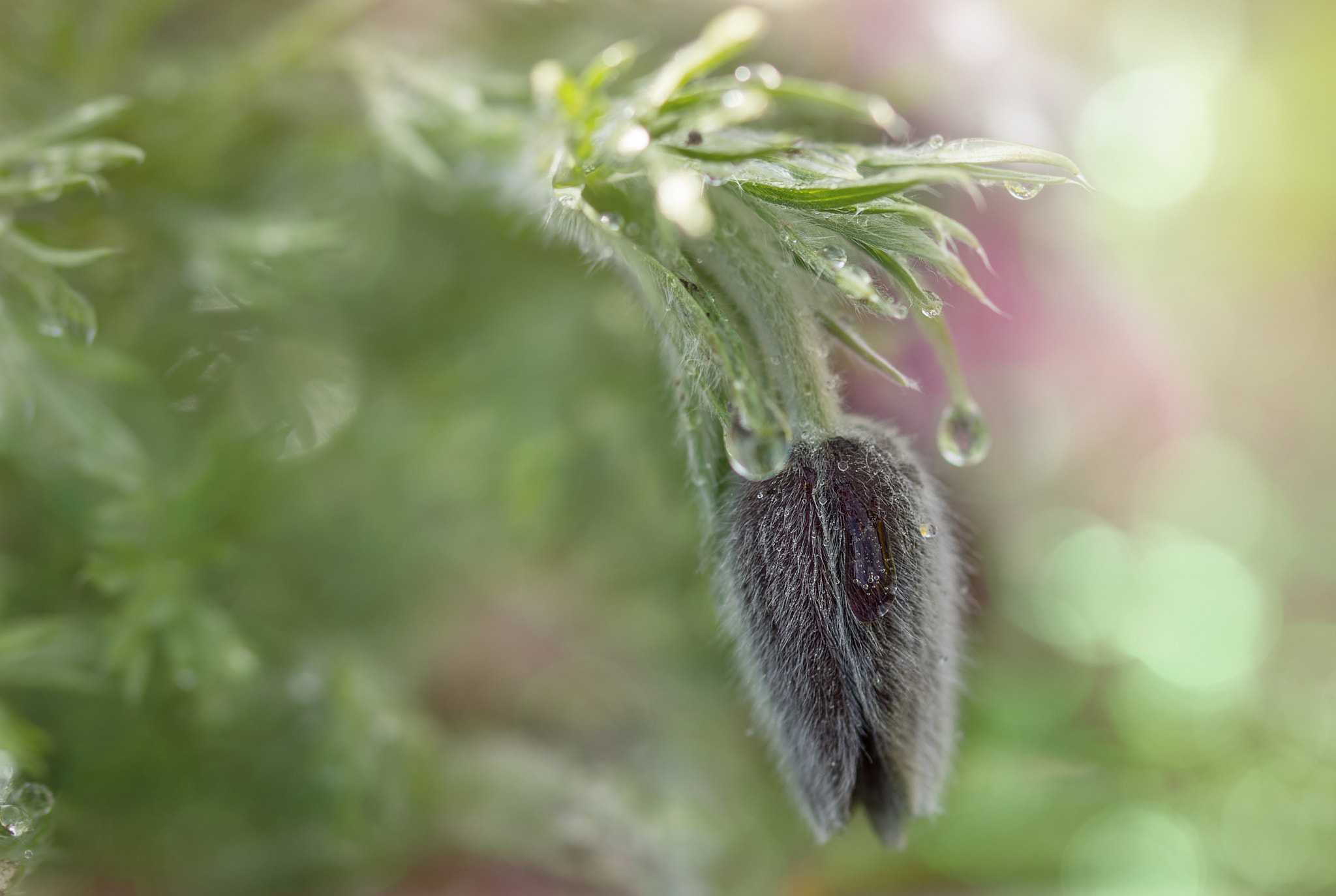 Sony SLT-A77 + 105mm F2.8 sample photo. Icedrop photography