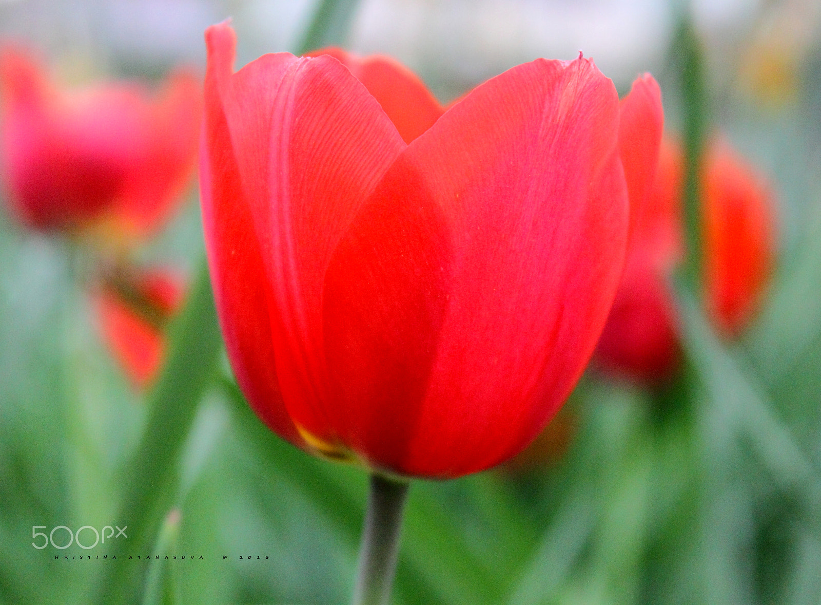 Canon EF-S 18-55mm F3.5-5.6 IS sample photo. Sounds of spring ... photography