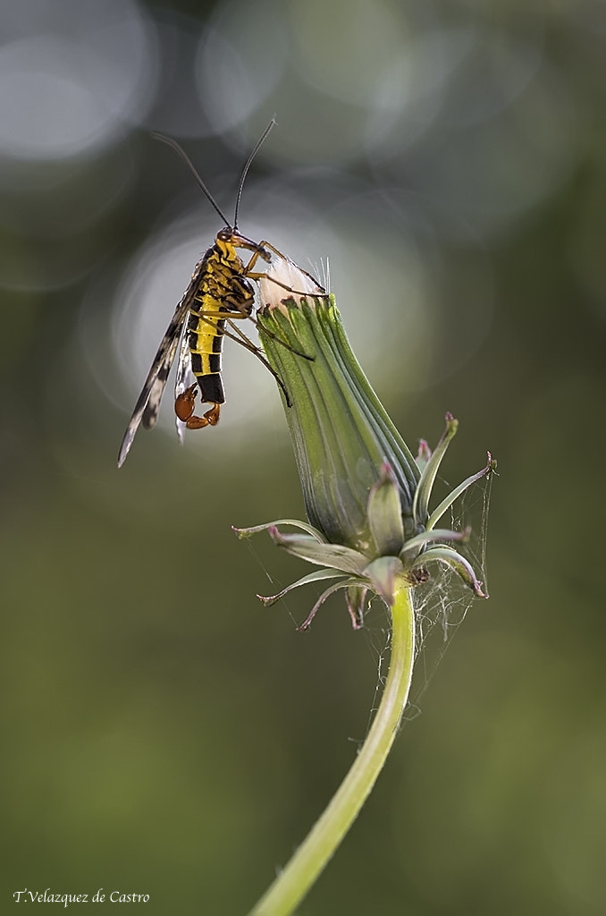 Olympus PEN E-P5 sample photo. The scorpion king photography
