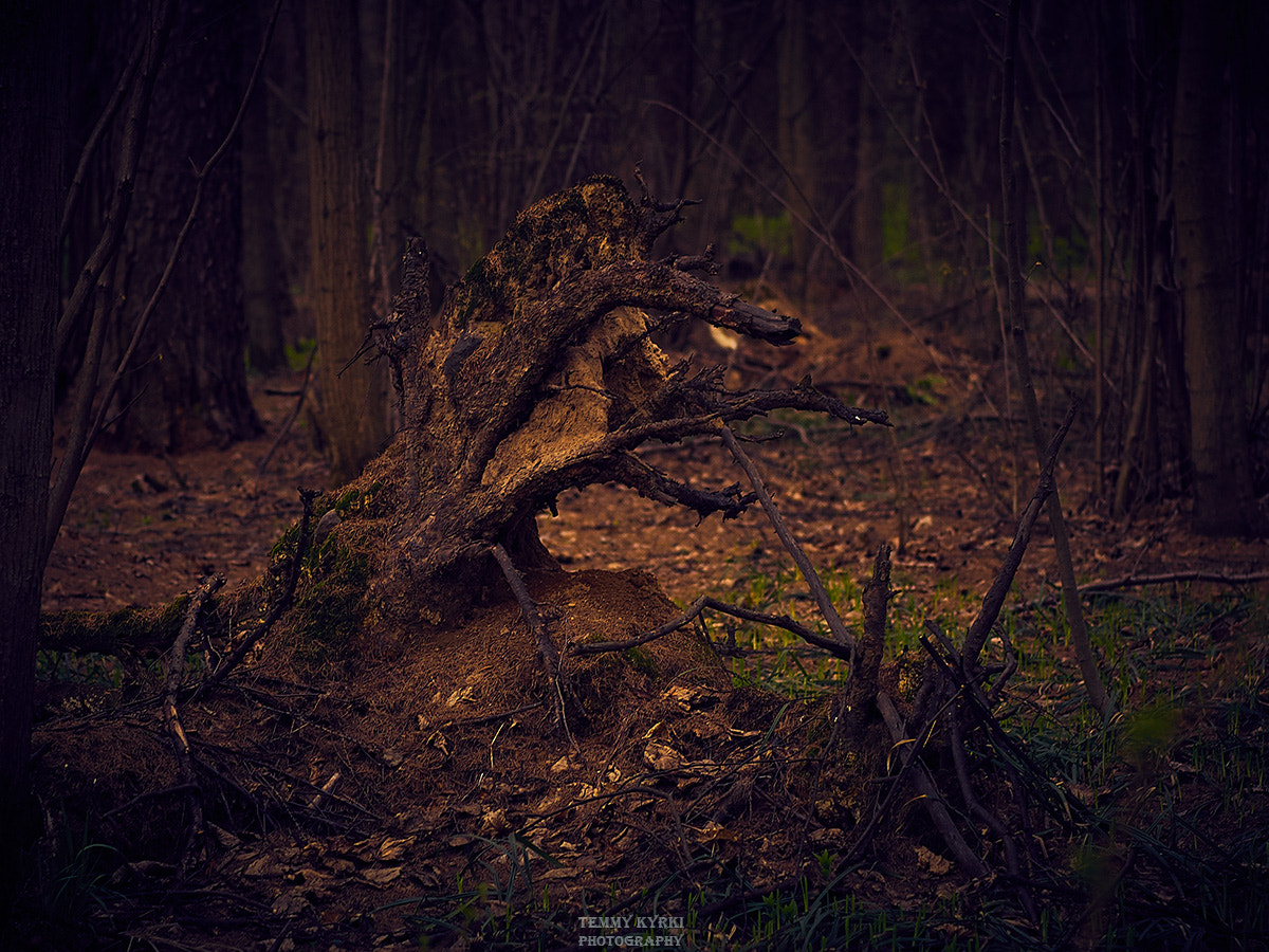 Olympus PEN E-PL5 + Sigma 60mm F2.8 DN Art sample photo. Spring forest photography