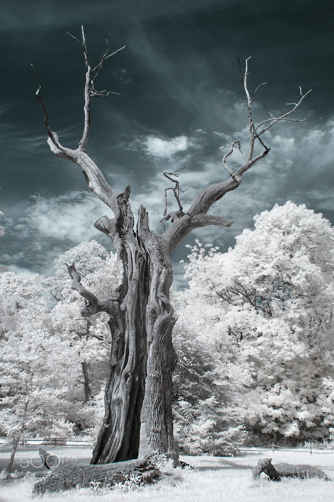 Olympus SP320 sample photo. Rogalin's oak in infrared photography