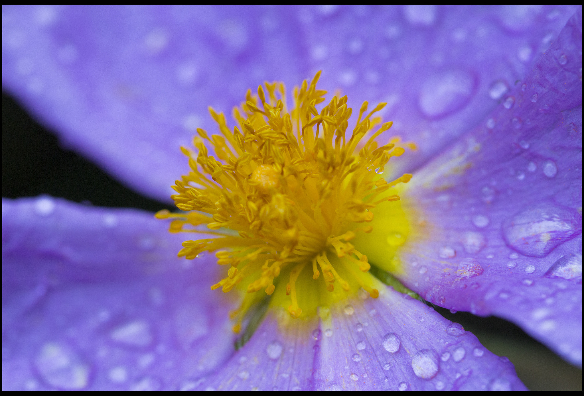 Canon EF-S 60mm F2.8 Macro USM sample photo. Storm create.. photography