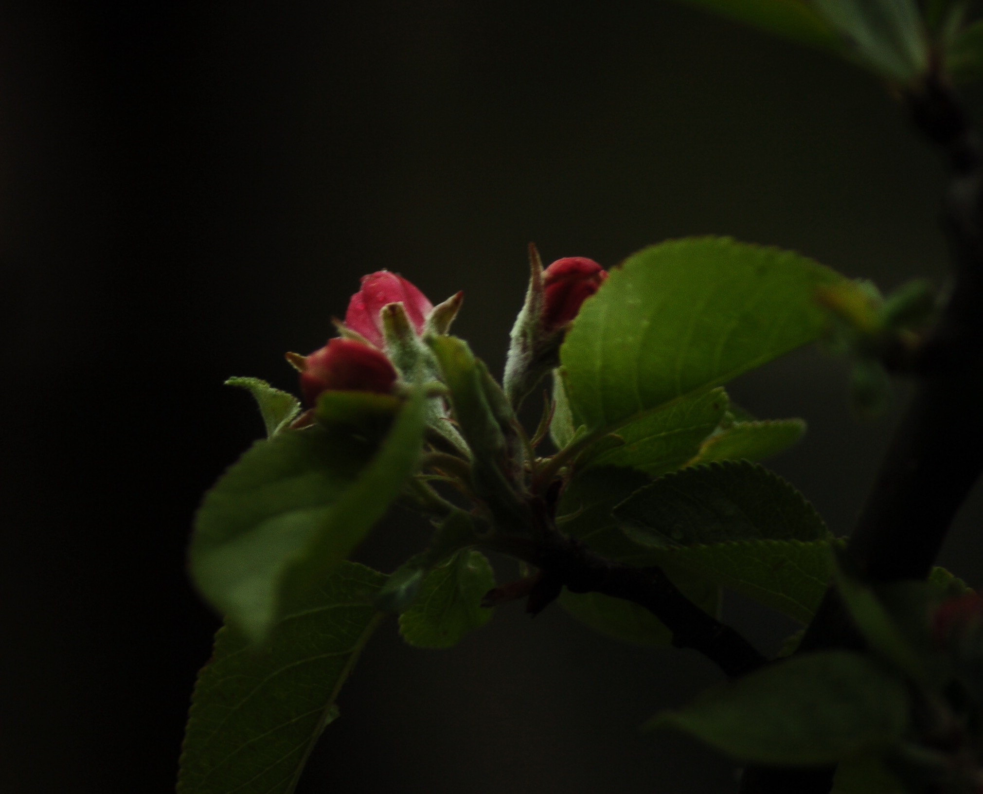 Nikon D2H sample photo. Morning ... photography