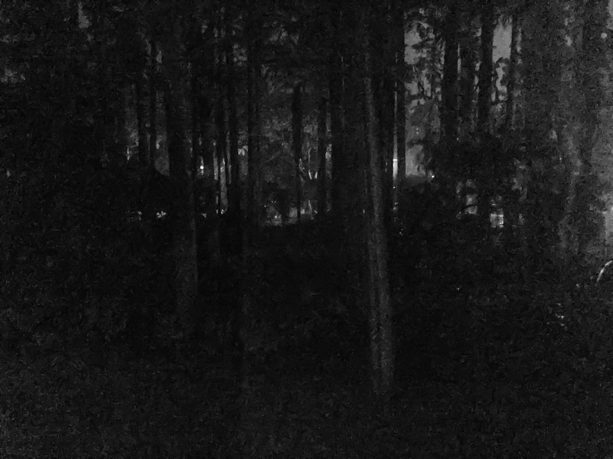 iPad Air 2 back camera 3.3mm f/2.4 sample photo. Night forest photography