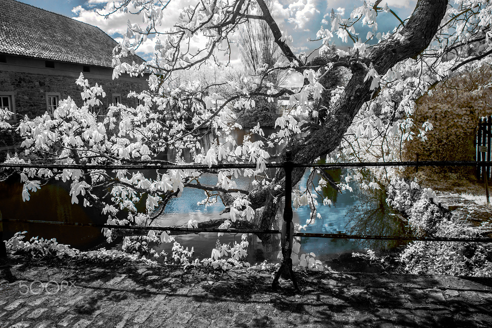 Canon EF-S 18-55mm F3.5-5.6 sample photo. The magical tree photography