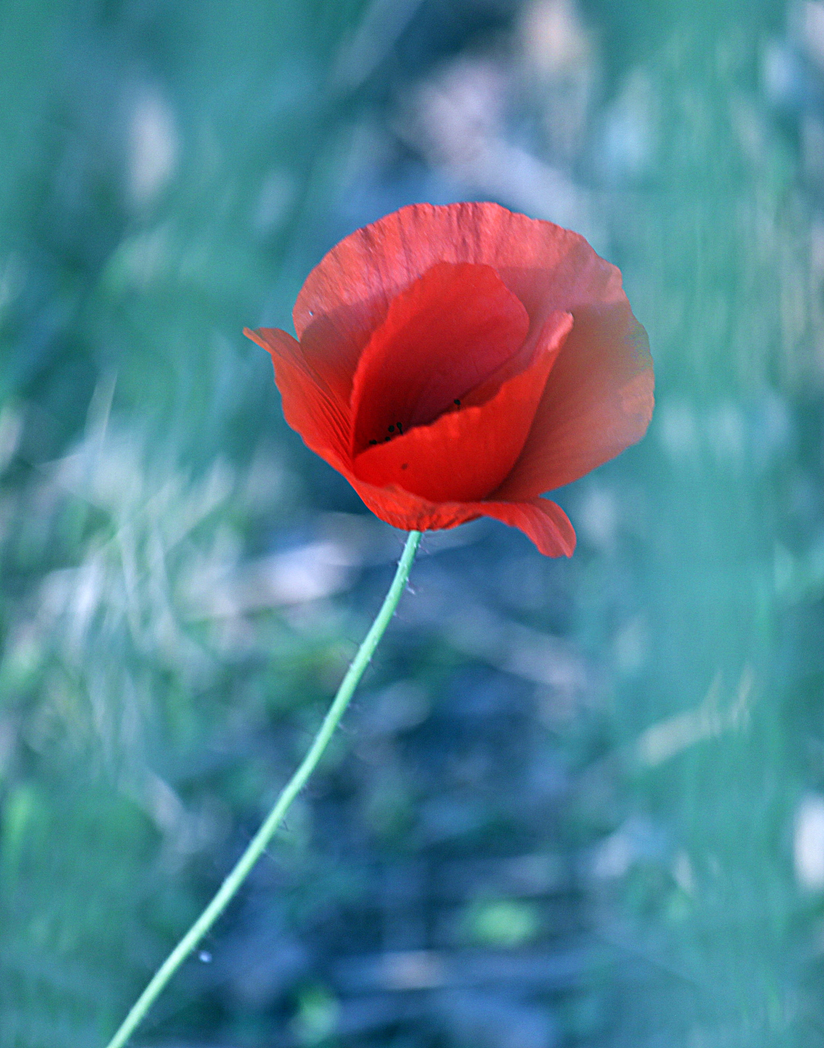 Canon EOS 500D (EOS Rebel T1i / EOS Kiss X3) + Canon EF 70-200mm F4L USM sample photo. Gentle love photography