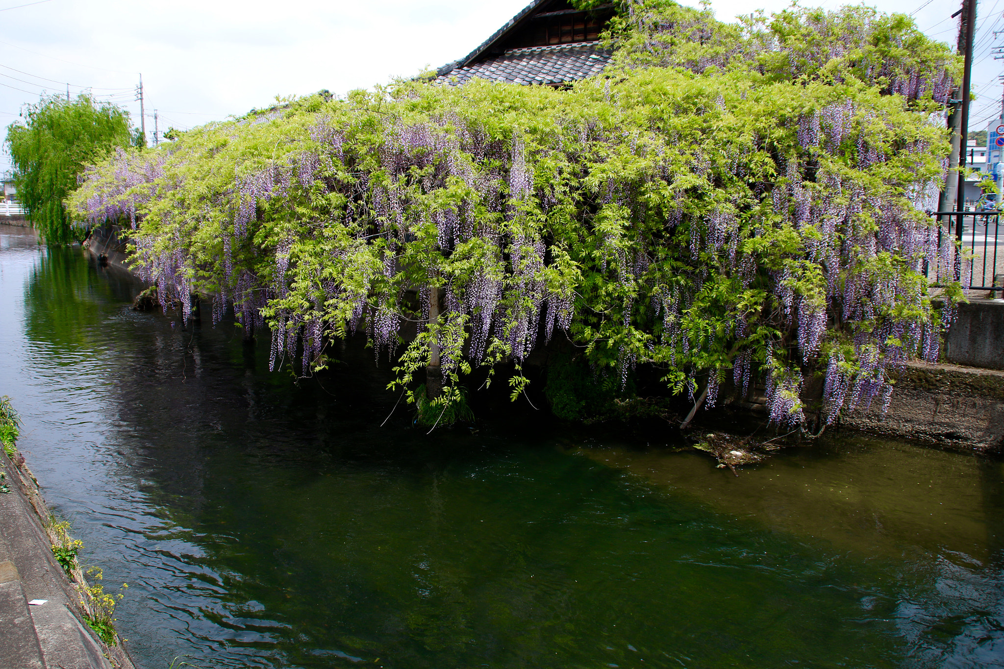 Canon 18-200mm sample photo. Japanese house photography