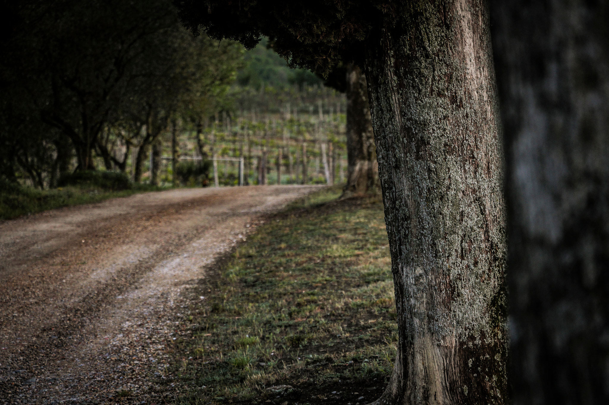 Canon EOS 7D + Canon EF-S 18-135mm F3.5-5.6 IS STM sample photo. Tuscan road photography