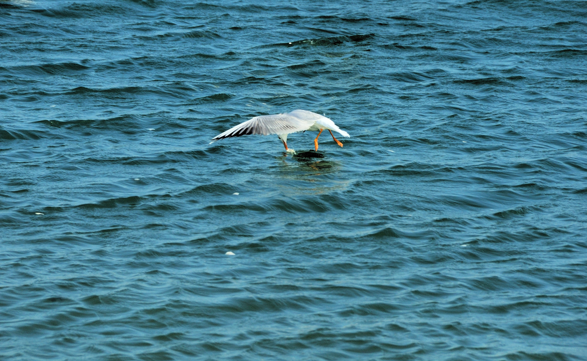 Nikon D70 sample photo. Seagull نورس photography