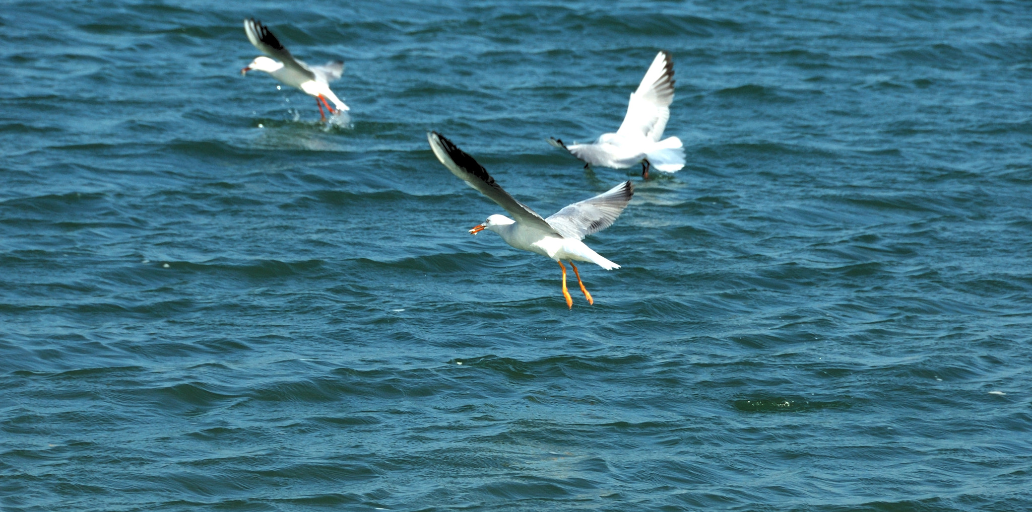 Nikon D70 sample photo. Seagull نورس photography