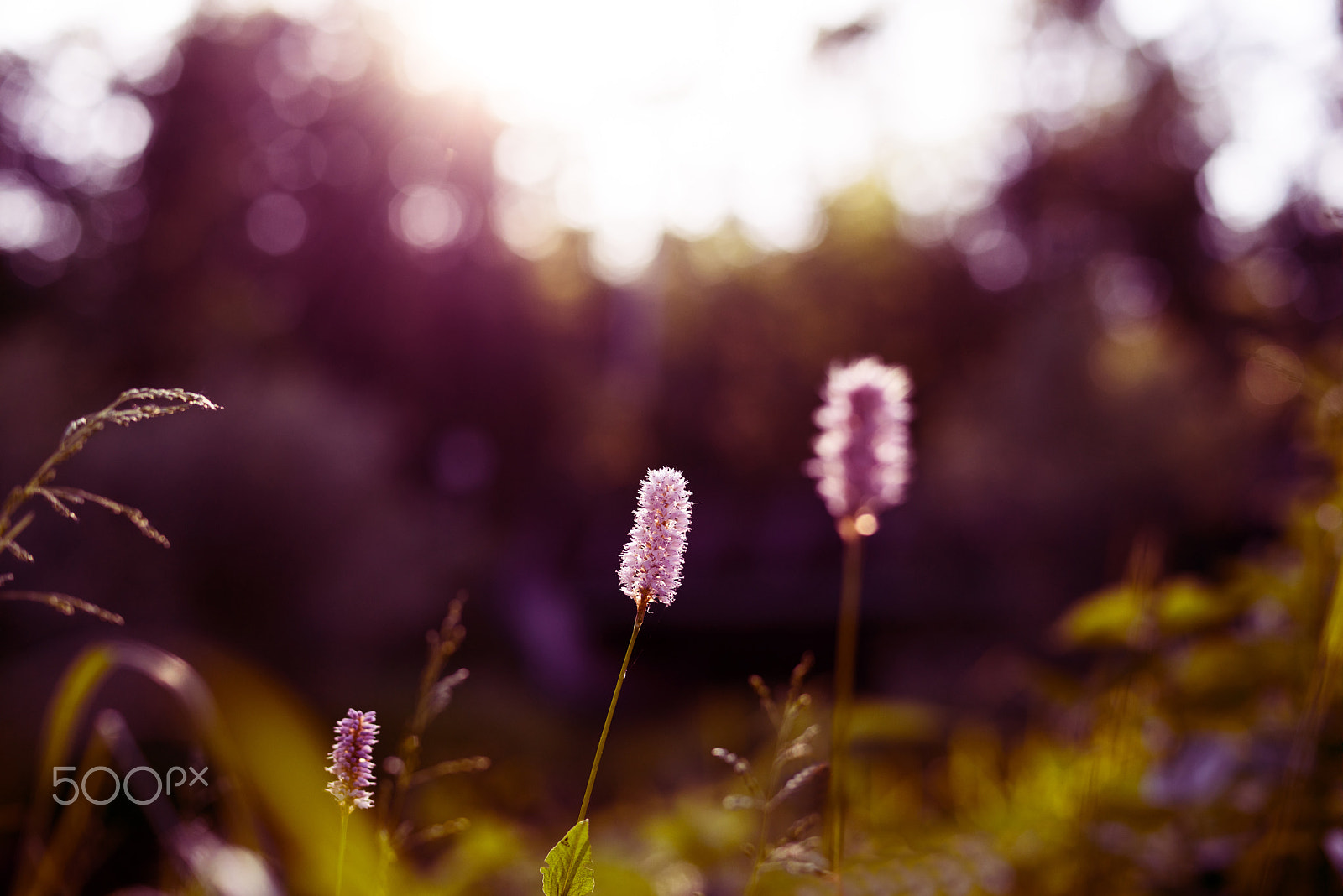 Sony a7R + Sony 50mm F1.4 sample photo. Im kamptal photography