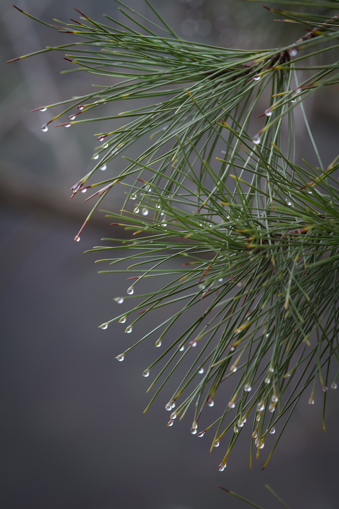 Canon EOS 7D + Sigma 105mm F2.8 EX DG Macro sample photo. Rain photography