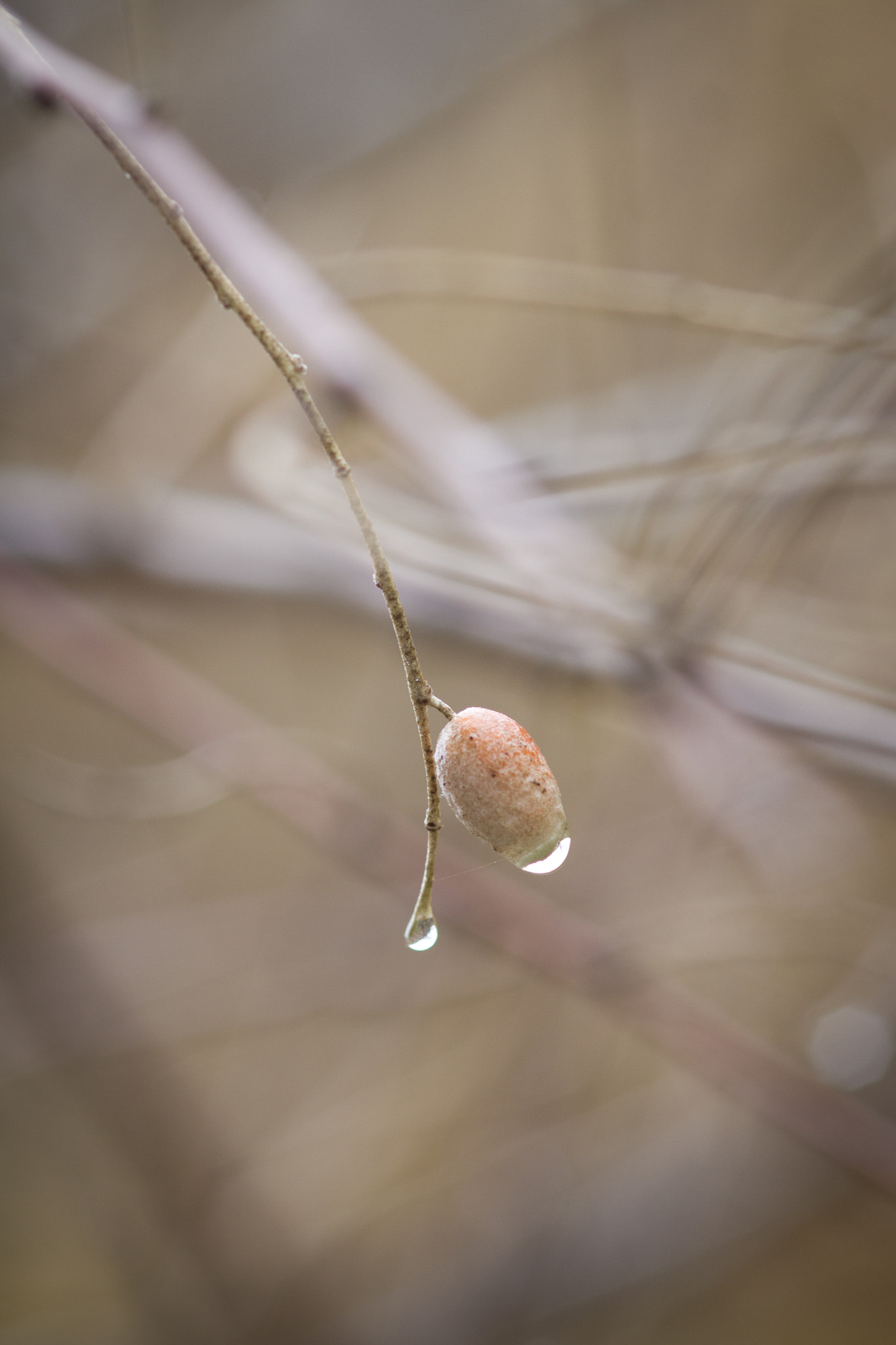 Canon EOS 7D + Sigma 105mm F2.8 EX DG Macro sample photo. Rain photography