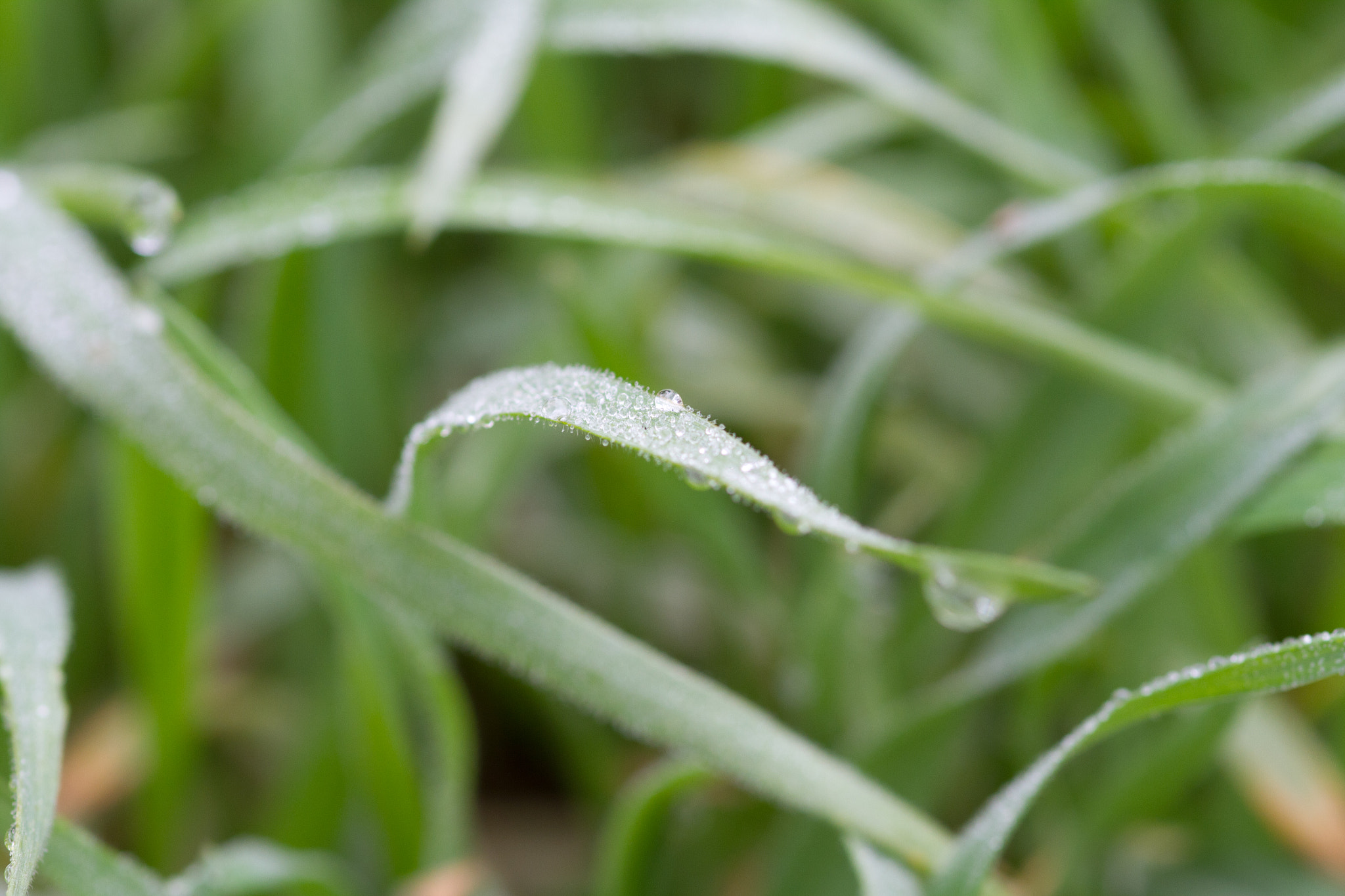 Canon EOS 7D + Sigma 105mm F2.8 EX DG Macro sample photo. Rain photography