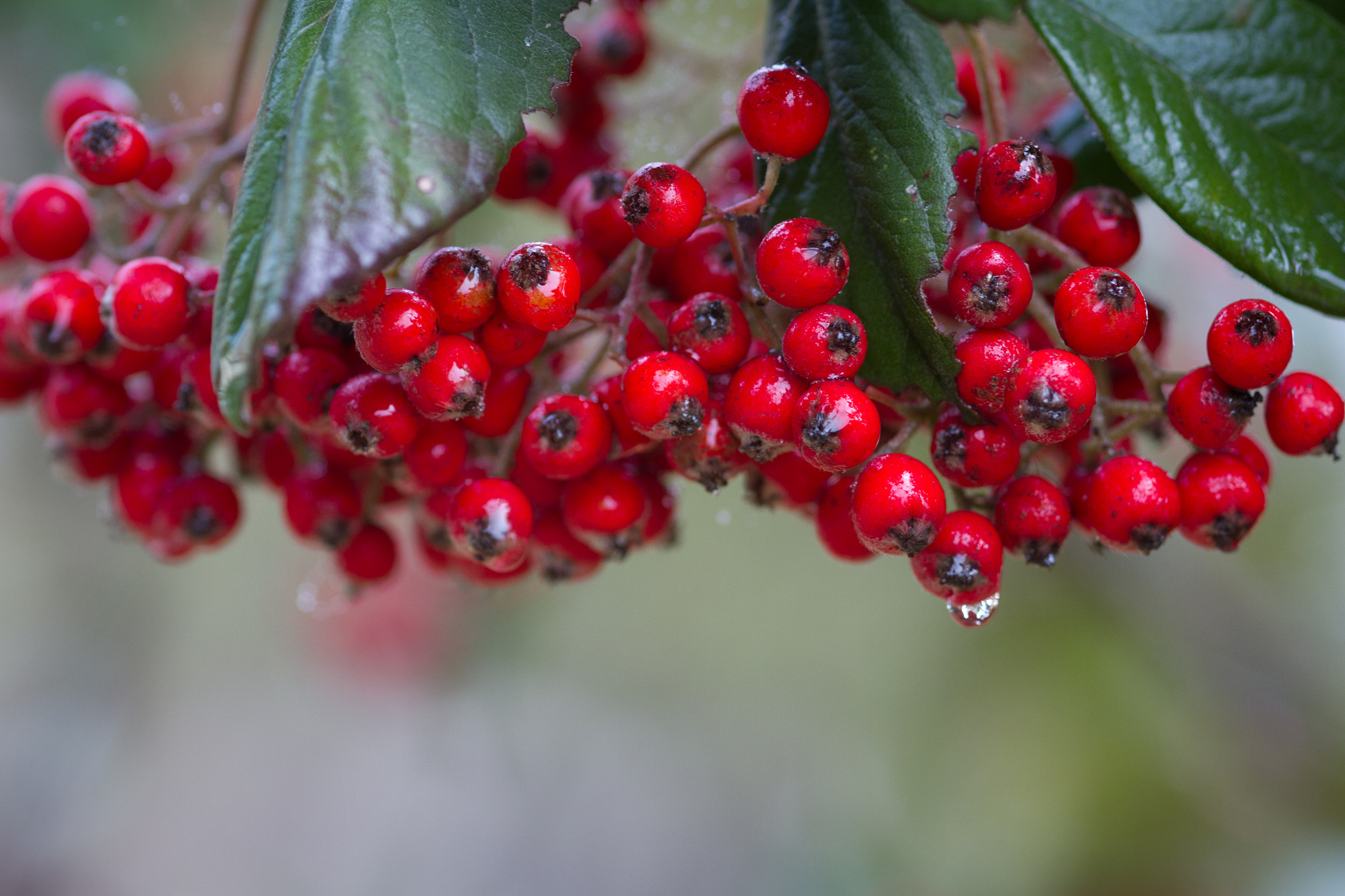 Canon EOS 7D + Sigma 105mm F2.8 EX DG Macro sample photo. Rain photography