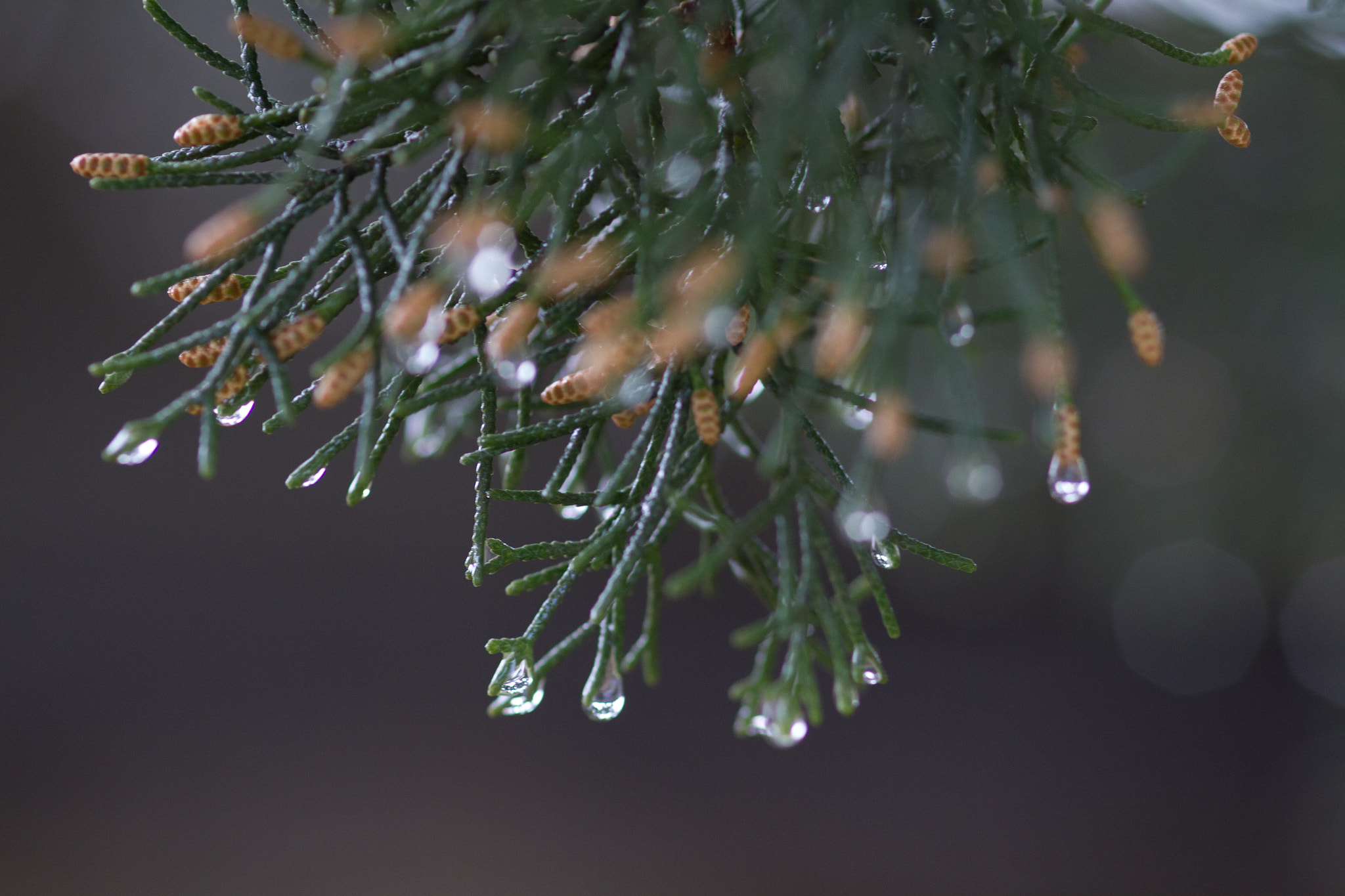 Canon EOS 7D + Sigma 105mm F2.8 EX DG Macro sample photo. Rain photography