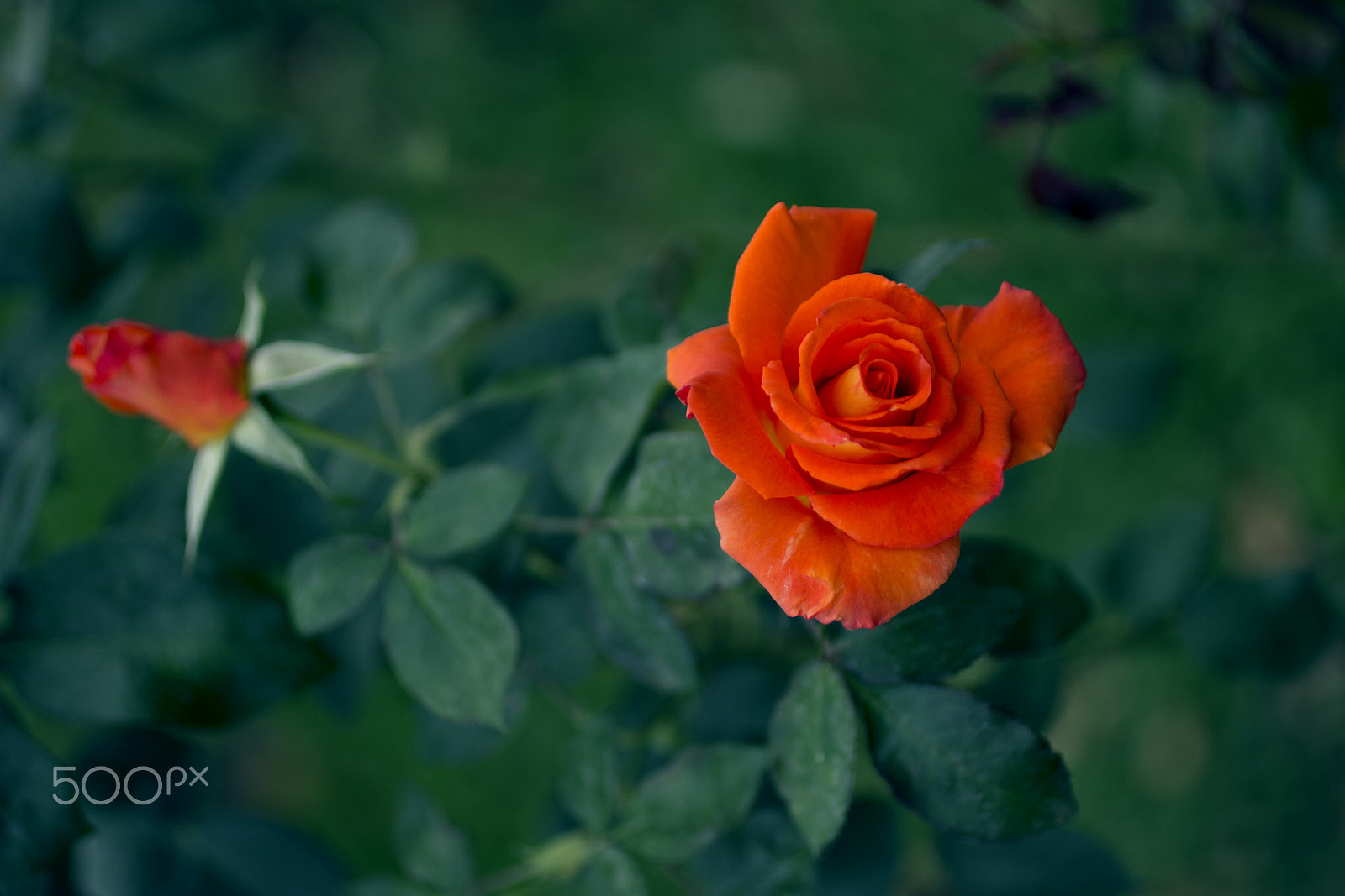 Canon EOS 600D (Rebel EOS T3i / EOS Kiss X5) + Canon EF 50mm F2.5 Macro sample photo. Rose photography