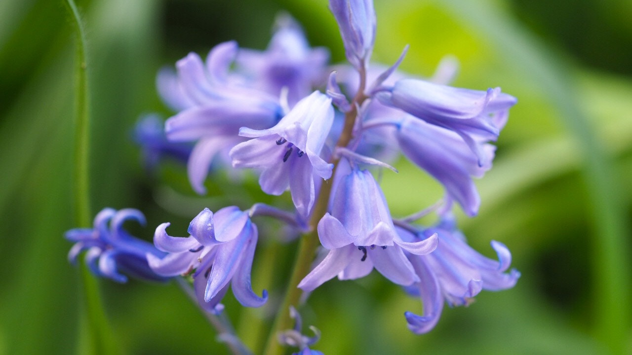 Olympus PEN E-PL7 sample photo. Scilla hispanica photography