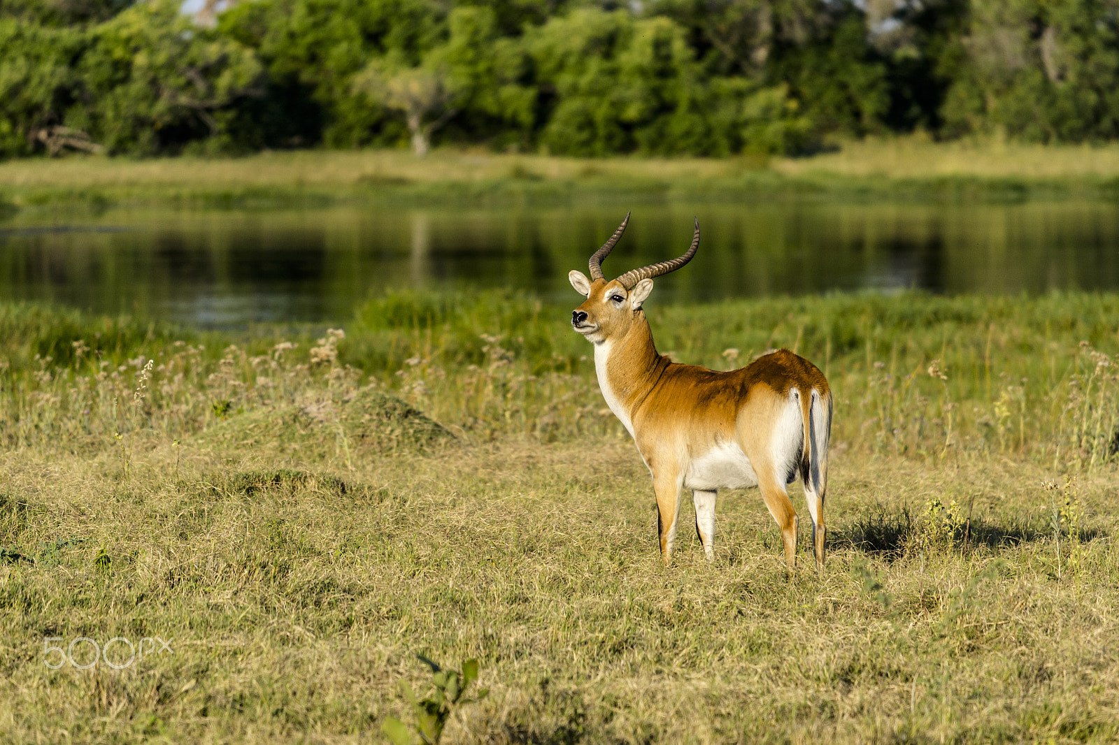 Nikon AF-S Nikkor 70-200mm F4G ED VR sample photo. Antelope photography