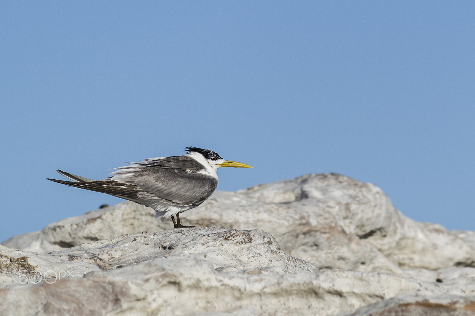 Nikon AF-S Nikkor 70-200mm F4G ED VR sample photo. Harbour bird photography