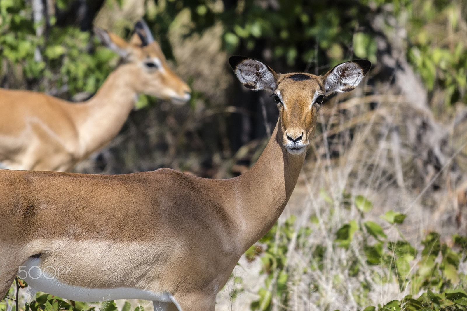 Nikon AF-S Nikkor 70-200mm F4G ED VR sample photo. Impala photography