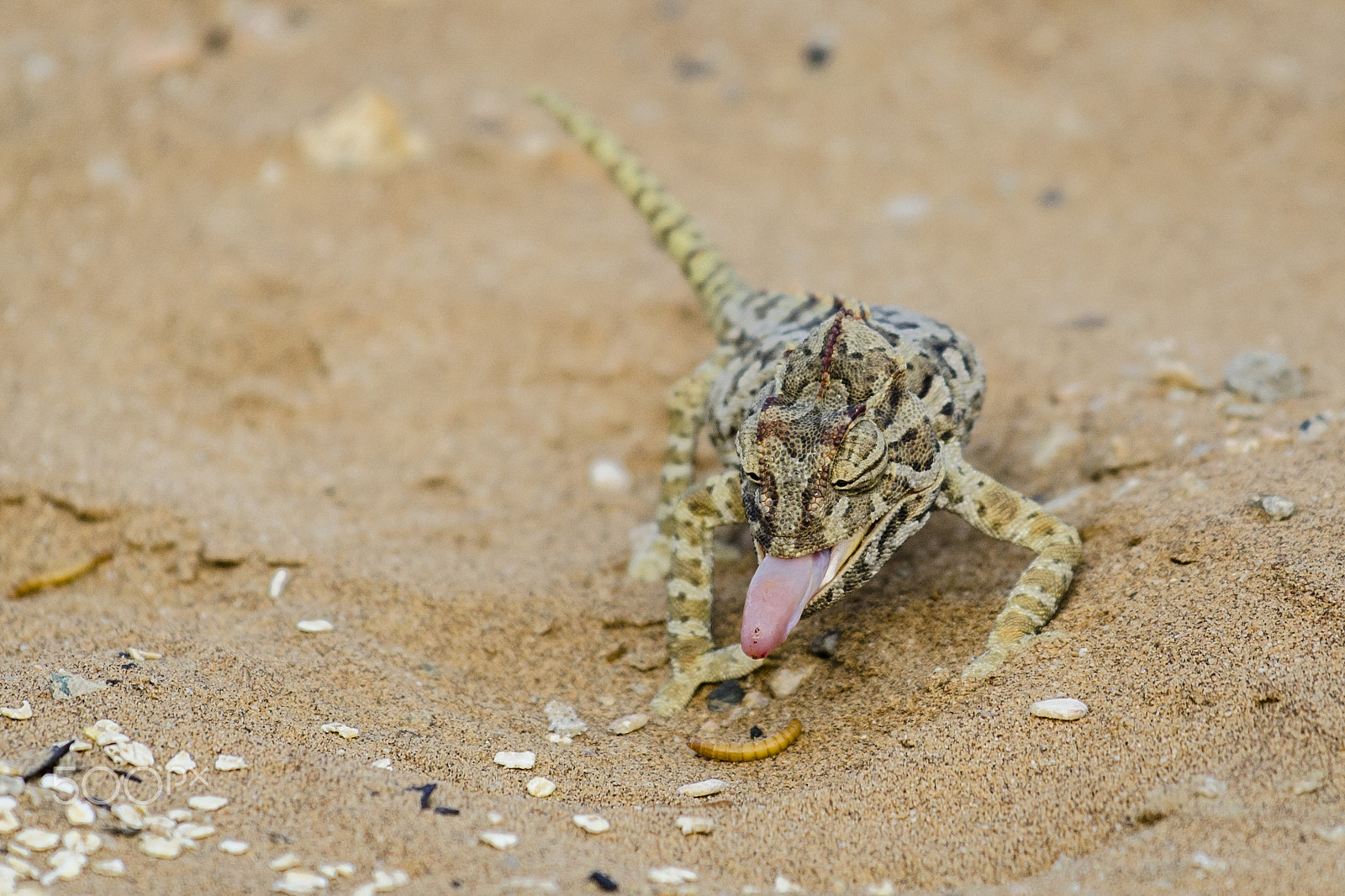 Nikon AF-S Nikkor 70-200mm F4G ED VR sample photo. Namib chameleon photography