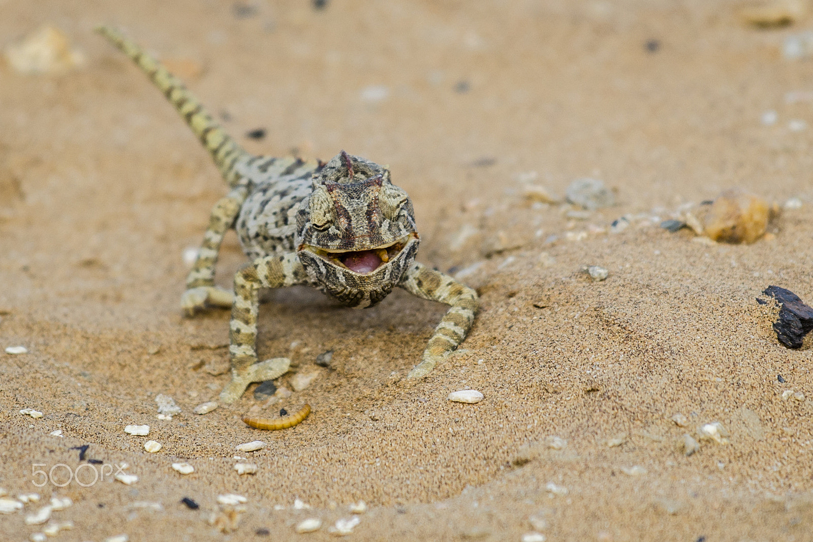 Nikon AF-S Nikkor 70-200mm F4G ED VR sample photo. Namib chameleon photography