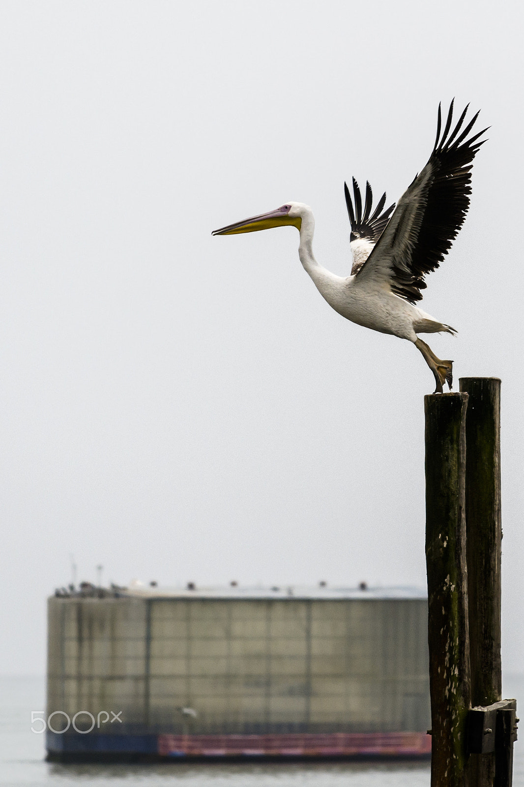 Nikon AF-S Nikkor 70-200mm F4G ED VR sample photo. Flying pelican photography