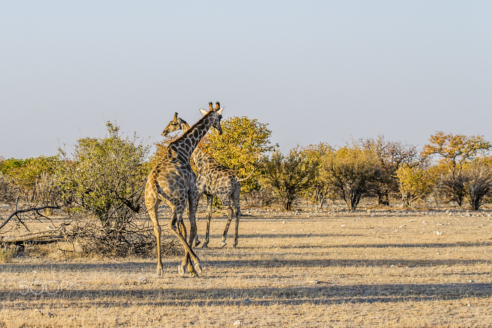 Nikon AF-S Nikkor 70-200mm F4G ED VR sample photo. Running giraffe photography