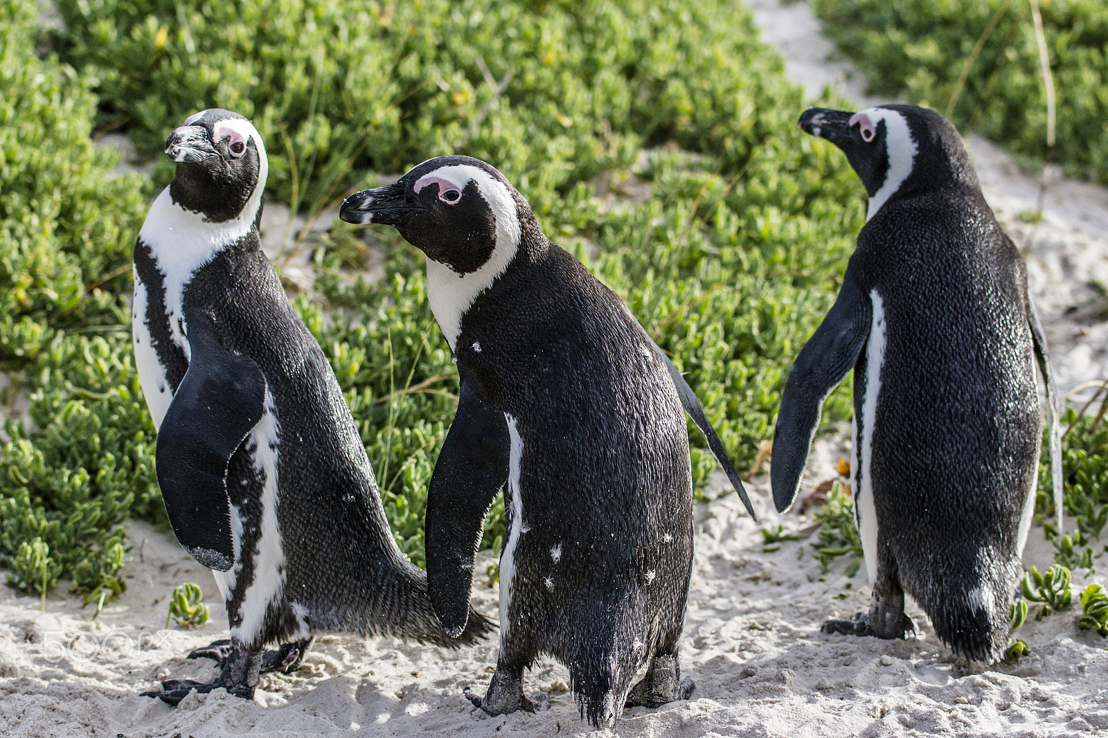 Nikon AF-S Nikkor 70-200mm F4G ED VR sample photo. African penguin photography