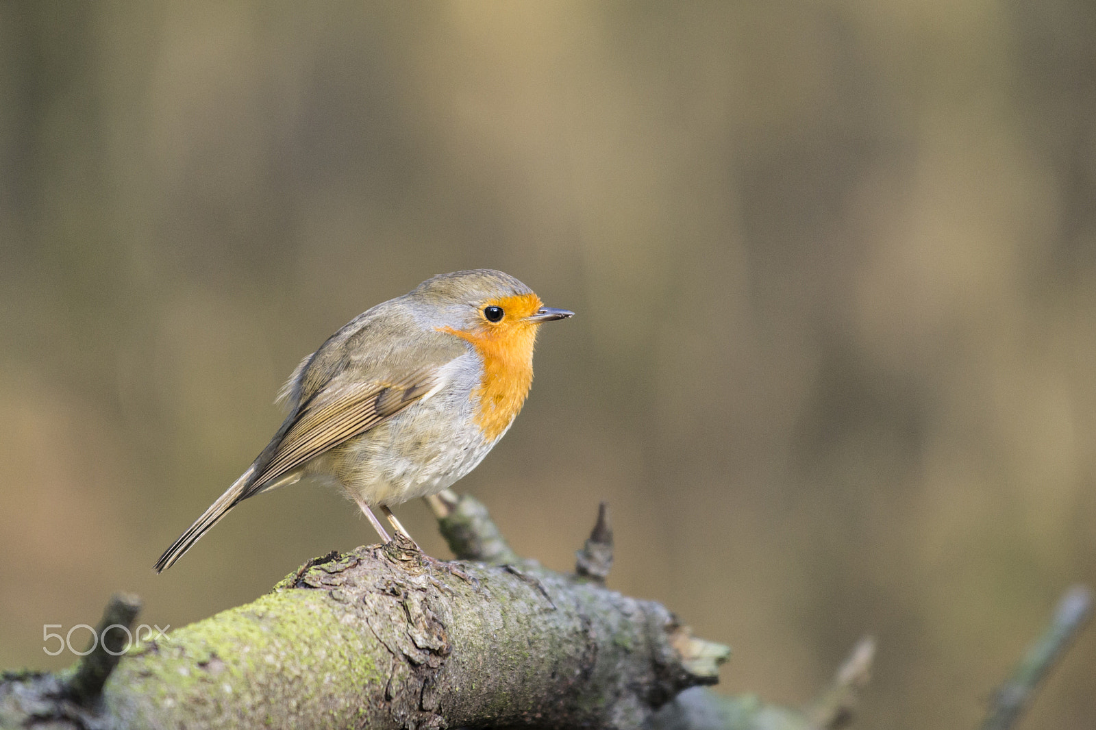 Nikon AF-S Nikkor 70-200mm F4G ED VR sample photo. The dutch redbreast photography