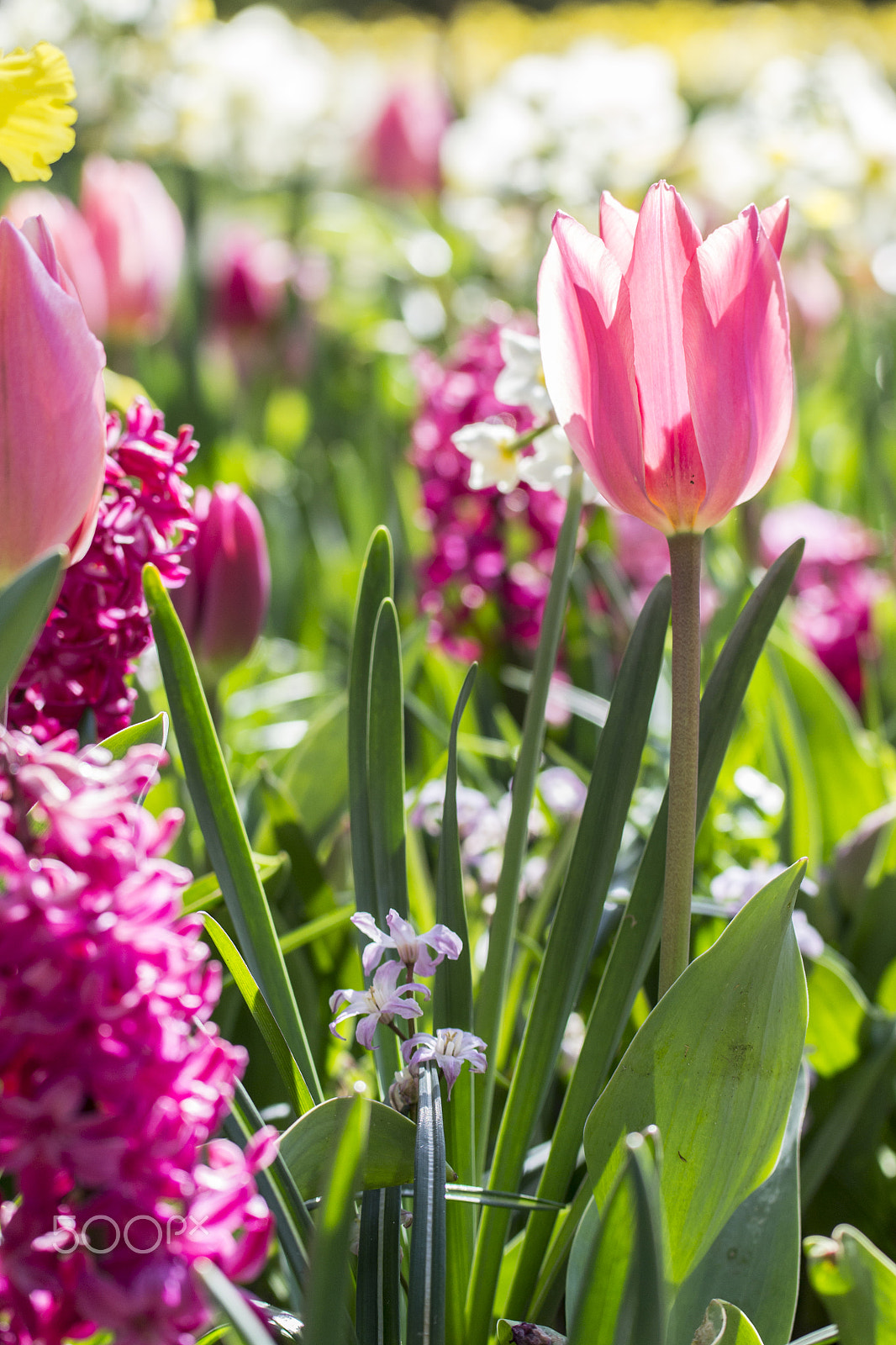 Nikon AF-S Nikkor 70-200mm F4G ED VR sample photo. Pinky tulip photography