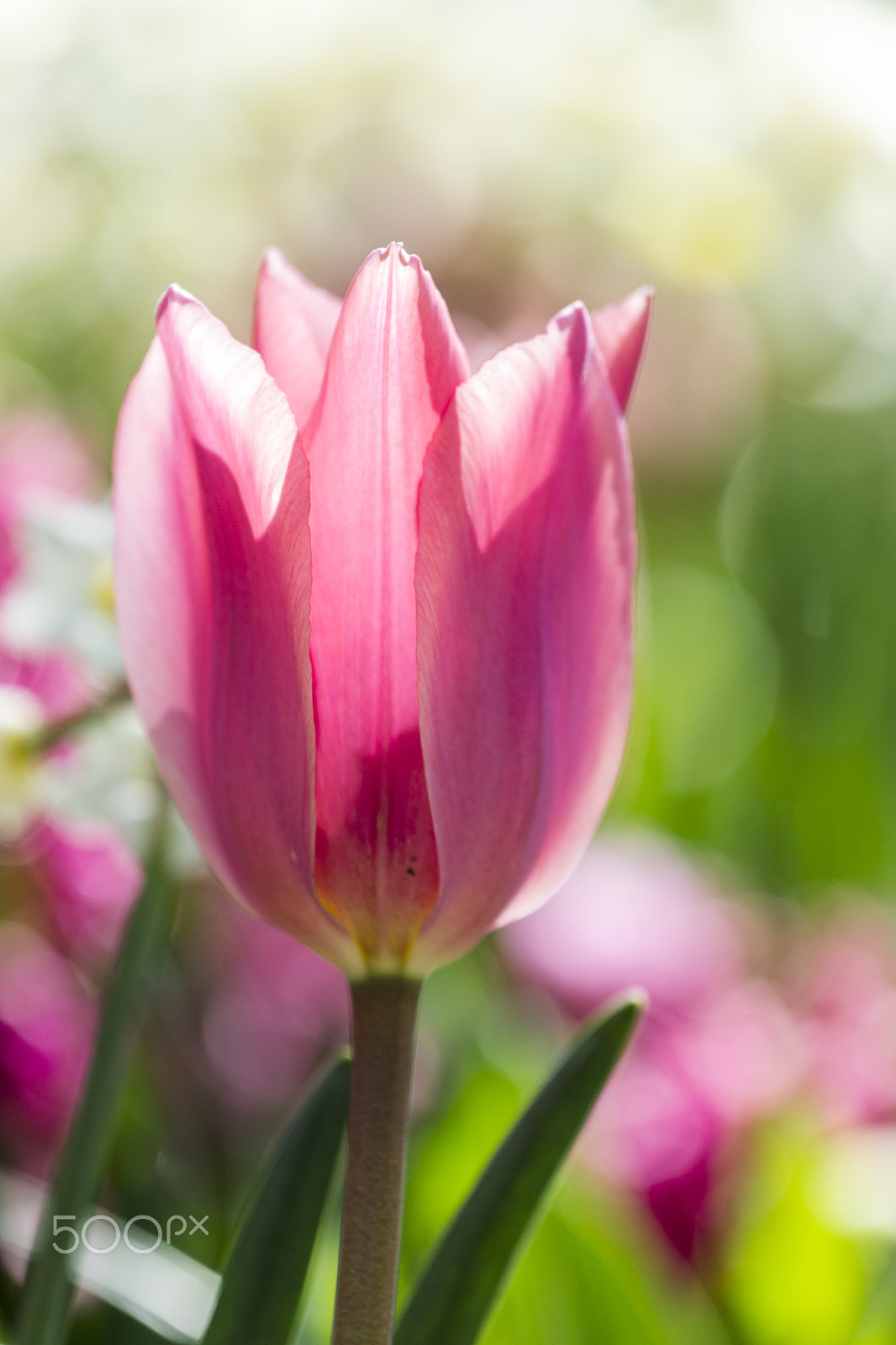 Nikon AF-S Nikkor 70-200mm F4G ED VR sample photo. Close up tulip photography