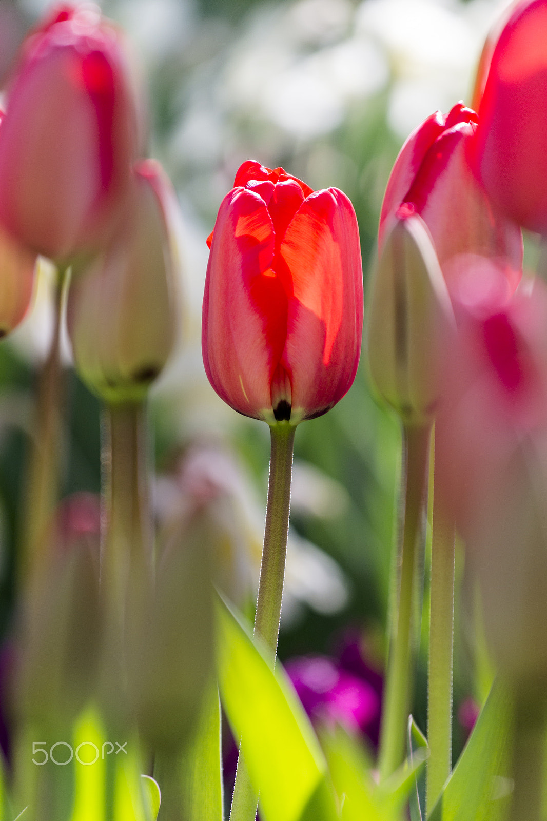 Nikon AF-S Nikkor 70-200mm F4G ED VR sample photo. Tulip focus photography