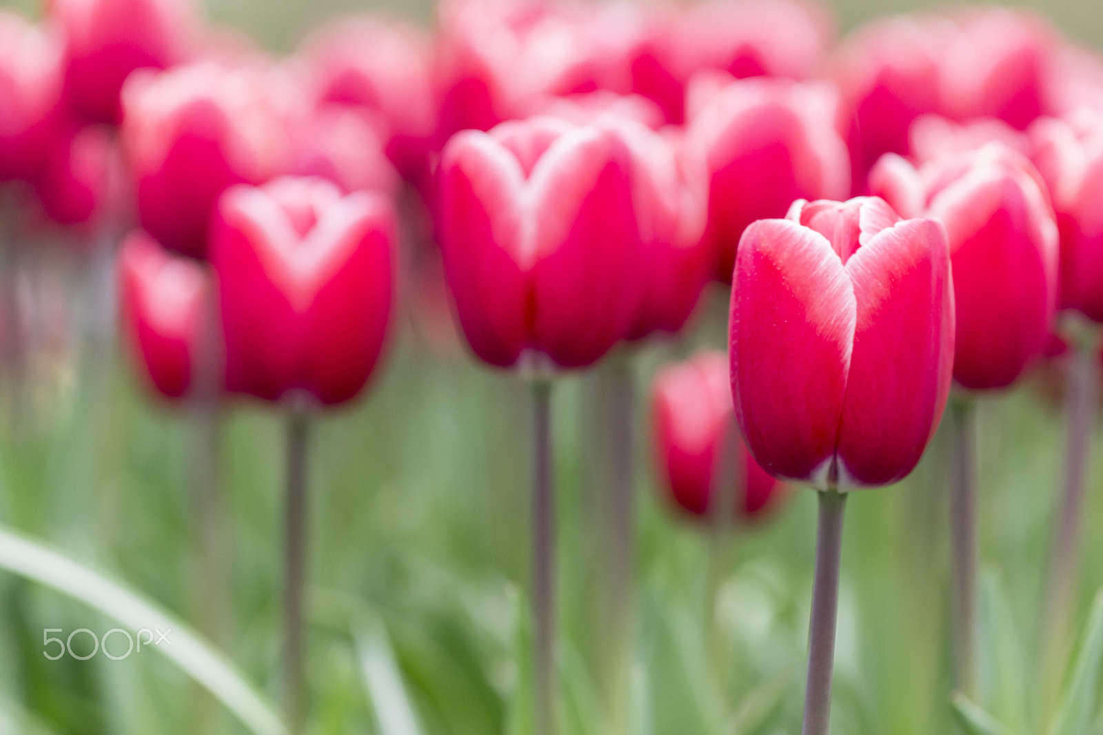 Nikon AF-S Nikkor 70-200mm F4G ED VR sample photo. Beautiful tulips photography