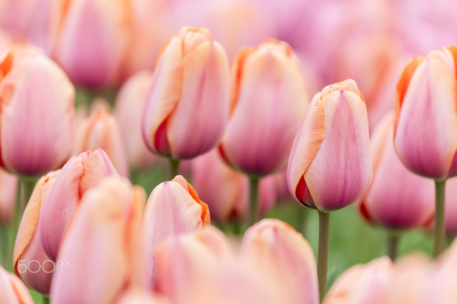 Nikon AF-S Nikkor 70-200mm F4G ED VR sample photo. Beautiful tulips photography