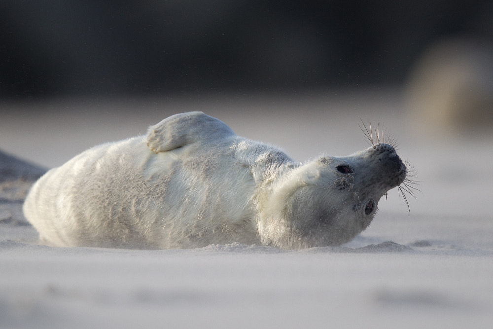Canon EF 400mm F2.8L IS II USM sample photo. Curiosity ... photography