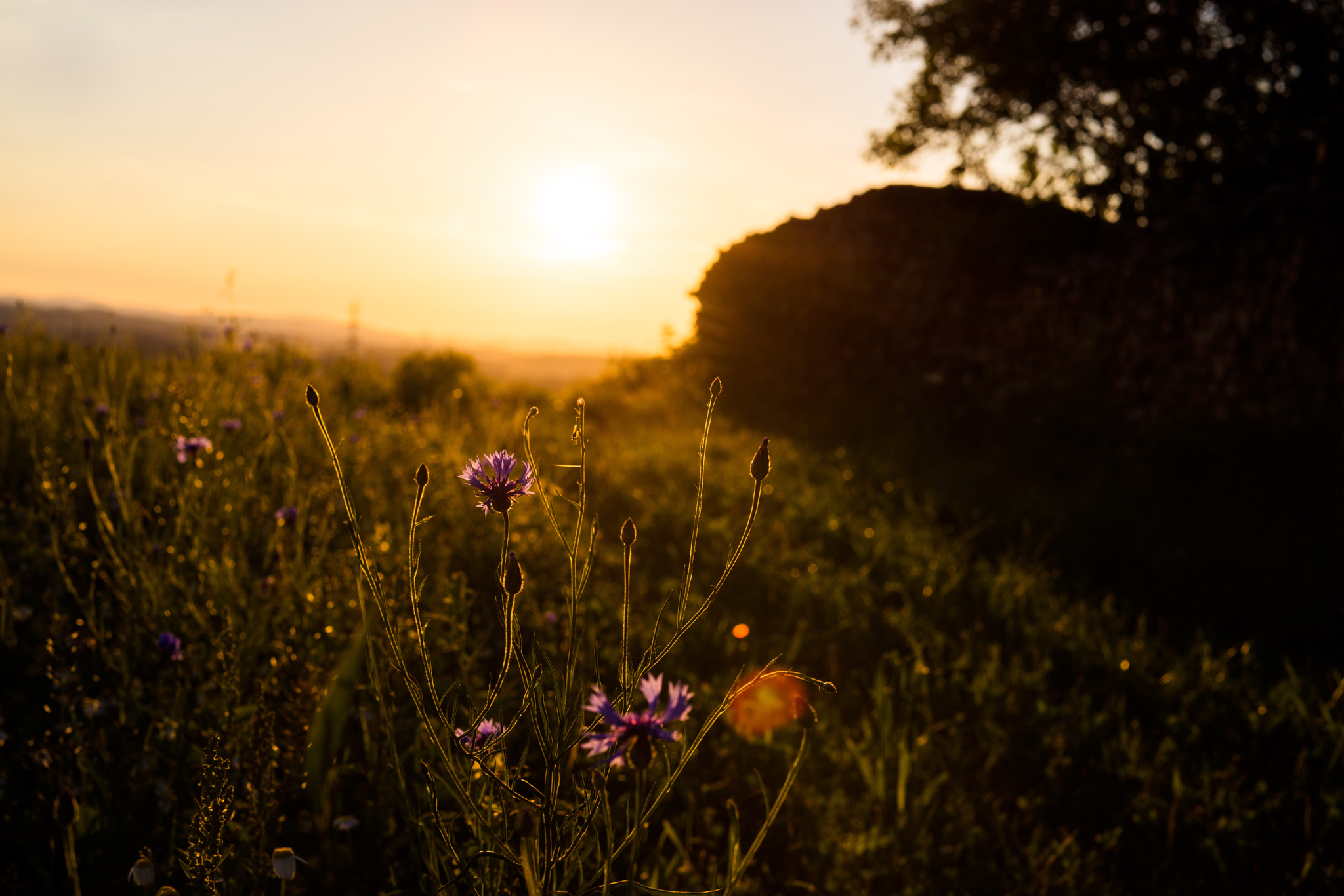 Sony a7R + Sony 50mm F1.4 sample photo. Sunset photography